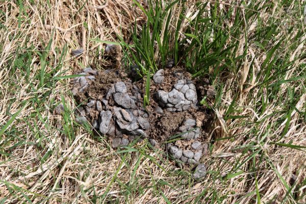 Špindlerův Mlýn, 7.6.2021
Krkonoše, Labský důl. Jelení trus.
Klíčová slova: Špindlerův Mlýn Krkonoše Labský důl meandry Labe Acrossus depressus Agoliinus piceus