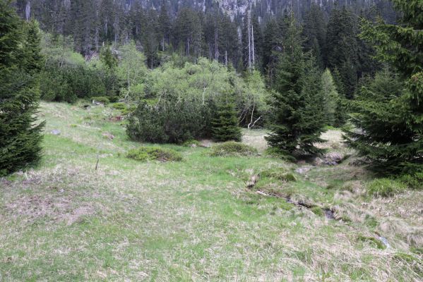 Špindlerův Mlýn, 7.6.2021
Krkonoše, Labský důl.
Schlüsselwörter: Špindlerův Mlýn Krkonoše Labský důl Aplotarsus incanus