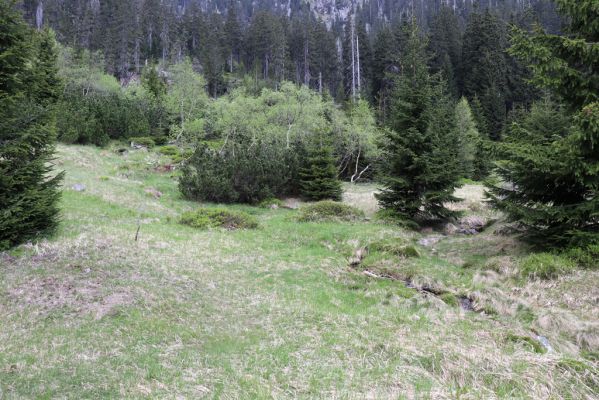 Špindlerův Mlýn, 7.6.2021
Krkonoše, Labský důl.
Mots-clés: Špindlerův Mlýn Krkonoše Labský důl Aplotarsus incanus