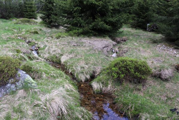 Špindlerův Mlýn, 7.6.2021
Krkonoše, Labský důl - meandry Labe.
Mots-clés: Špindlerův Mlýn Krkonoše Labský důl meandry Labe Aplotarsus incanus