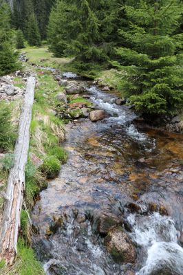 Špindlerův Mlýn, 7.6.2021
Krkonoše, Labský důl - meandry Labe.
Klíčová slova: Špindlerův Mlýn Krkonoše Labský důl meandry Labe