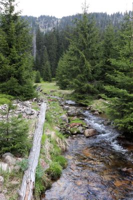 Špindlerův Mlýn, 7.6.2021
Krkonoše, Labský důl - meandry Labe.
Klíčová slova: Špindlerův Mlýn Krkonoše Labský důl meandry Labe