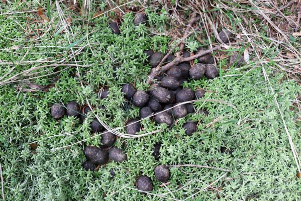 Špindlerův Mlýn, 7.6.2021
Krkonoše, Labský důl - meandry Labe. Jelení trus.
Schlüsselwörter: Špindlerův Mlýn Krkonoše Labský důl meandry Labe Agoliinus piceus