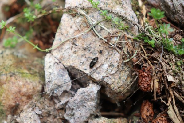 Špindlerův Mlýn, 7.6.2021
Krkonoše, Labský důl - meandry Labe. Kovařík Hypnoidus riparius.
Klíčová slova: Špindlerův Mlýn Krkonoše Labský důl meandry Labe Hypnoidus riparius