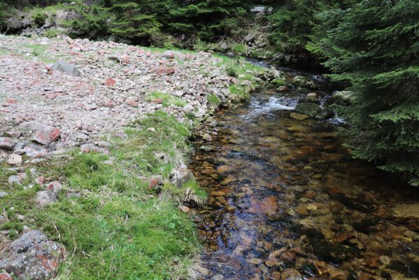 Špindlerův Mlýn, 7.6.2021
Krkonoše, Labský důl - meandry Labe.
Keywords: Špindlerův Mlýn Krkonoše Labský důl meandry Labe Hypnoidus riparius