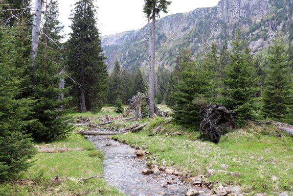 Špindlerův Mlýn, 7.6.2021
Krkonoše, Labský důl - meandry Labe.
Mots-clés: Špindlerův Mlýn Krkonoše Labský důl meandry Labe