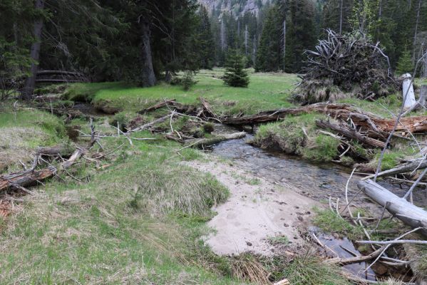 Špindlerův Mlýn, 7.6.2021
Krkonoše, Labský důl - meandry Labe.
Klíčová slova: Špindlerův Mlýn Krkonoše Labský důl meandry Labe