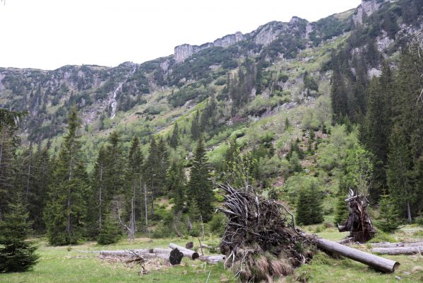 Špindlerův Mlýn, 7.6.2021
Krkonoše, Labský důl - meandry Labe.
Schlüsselwörter: Špindlerův Mlýn Krkonoše Labský důl meandry Labe Pančavský voropád