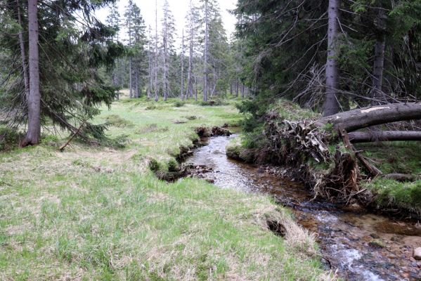 Špindlerův Mlýn, 7.6.2021
Krkonoše, Labský důl - meandry Labe.
Schlüsselwörter: Špindlerův Mlýn Krkonoše Labský důl meandry Labe