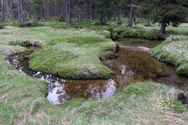 Špindlerův Mlýn, 7.6.2021
Krkonoše, Labský důl - meandry Labe.
Klíčová slova: Špindlerův Mlýn Krkonoše Labský důl meandry Labe Aplotarsus incanus