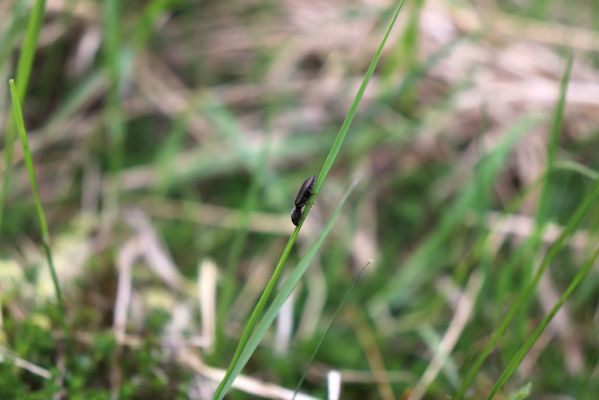 Špindlerův Mlýn, 7.6.2021
Krkonoše, Labský důl - meandry Labe. Kovařík Aplotarsus incanus.
Klíčová slova: Špindlerův Mlýn Krkonoše Labský důl meandry Labe Aplotarsus incanus