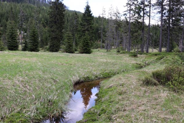 Špindlerův Mlýn, 7.6.2021
Krkonoše, Labský důl - meandry Labe.
Schlüsselwörter: Špindlerův Mlýn Krkonoše Labský důl meandry Labe Aplotarsus incanus