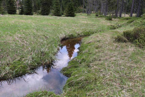 Špindlerův Mlýn, 7.6.2021
Krkonoše, Labský důl - meandry Labe.
Keywords: Špindlerův Mlýn Krkonoše Labský důl meandry Labe Aplotarsus incanus