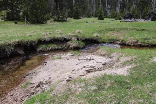 Špindlerův Mlýn, 7.6.2021
Krkonoše, Labský důl - meandry Labe.
Klíčová slova: Špindlerův Mlýn Krkonoše Labský důl meandry Labe