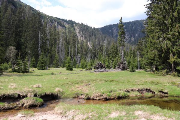 Špindlerův Mlýn, 7.6.2021
Krkonoše, Labský důl - meandry Labe.
Keywords: Špindlerův Mlýn Krkonoše Labský důl meandry Labe