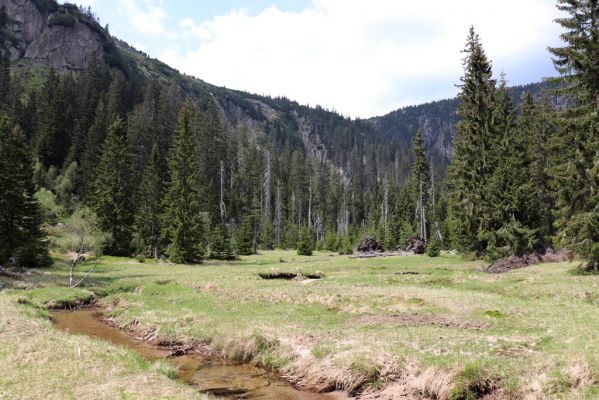 Špindlerův Mlýn, 7.6.2021
Krkonoše, Labský důl - meandry Labe.
Mots-clés: Špindlerův Mlýn Krkonoše Labský důl meandry Labe