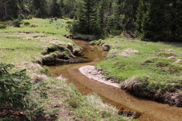 Špindlerův Mlýn, 7.6.2021
Krkonoše, Labský důl - meandry Labe.
Klíčová slova: Špindlerův Mlýn Krkonoše Labský důl meandry Labe Aplotarsus incanus