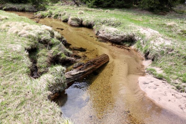 Špindlerův Mlýn, 7.6.2021
Krkonoše, Labský důl - meandry Labe.
Klíčová slova: Špindlerův Mlýn Krkonoše Labský důl meandry Labe