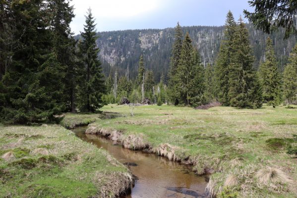 Špindlerův Mlýn, 7.6.2021
Krkonoše, Labský důl - meandry Labe.
Klíčová slova: Špindlerův Mlýn Krkonoše Labský důl meandry Labe Aplotarsus incanus