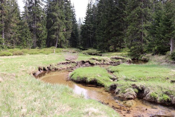 Špindlerův Mlýn, 7.6.2021
Krkonoše, Labský důl - meandry Labe.
Keywords: Špindlerův Mlýn Krkonoše Labský důl meandry Labe Aplotarsus incanus