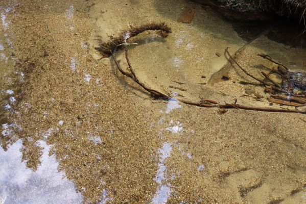 Špindlerův Mlýn, 7.6.2021
Krkonoše, Labský důl - meandry Labe.
Mots-clés: Špindlerův Mlýn Krkonoše Labský důl meandry Labe