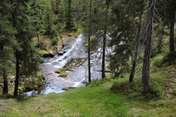 Špindlerův Mlýn, 7.6.2021
Krkonoše, Labský důl - Labe.
Mots-clés: Špindlerův Mlýn Krkonoše Labský důl Labe