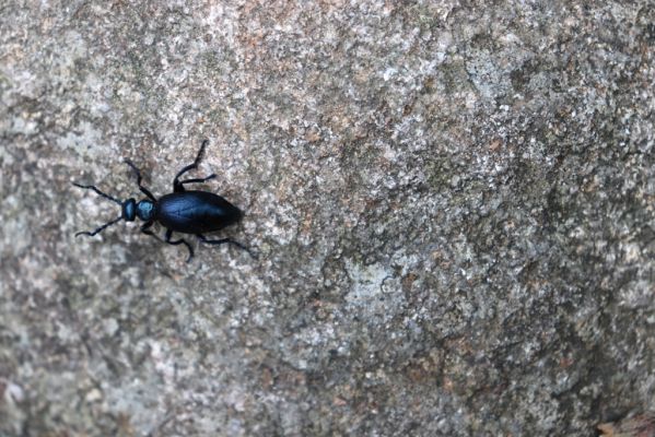 Špindlerův Mlýn, 7.6.2021
Krkonoše, Labský důl, Harrachova cesta u Pudlavského dolu. Majka fialová.
Keywords: Špindlerův Mlýn Krkonoše Labský důl Harrachova cesta Pudlavský důl Meloe violaceus