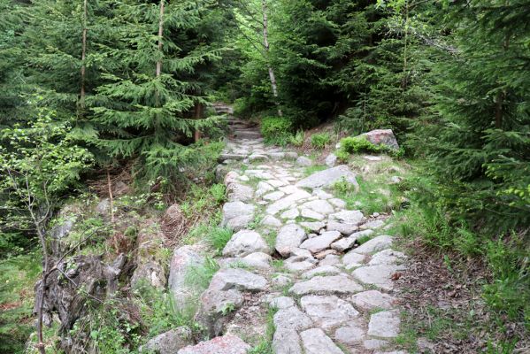 Špindlerův Mlýn, 7.6.2021
Krkonoše, Labský důl, Harrachova cesta u Pudlavského dolu.
Keywords: Špindlerův Mlýn Krkonoše Labský důl Harrachova cesta Pudlavský důl Meloe violaceus