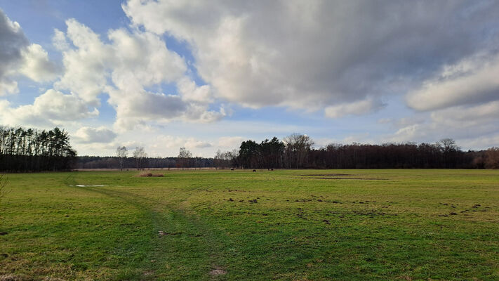 Hrobice, 27.12.2023
Baroch - pastvina.
Keywords: Hrobice Baroch pastvina