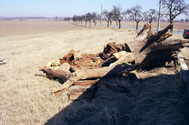 Ladná, 24.3.2003
Mrtvé duby z lužních lesů jsou odváženy k lidským sídlům. Dub u silnice na severozápadním okraji obce (Loc: 48°48'32.421"N, 16°52'39.875"E).
Mots-clés: Ladná Brachygonus ruficeps