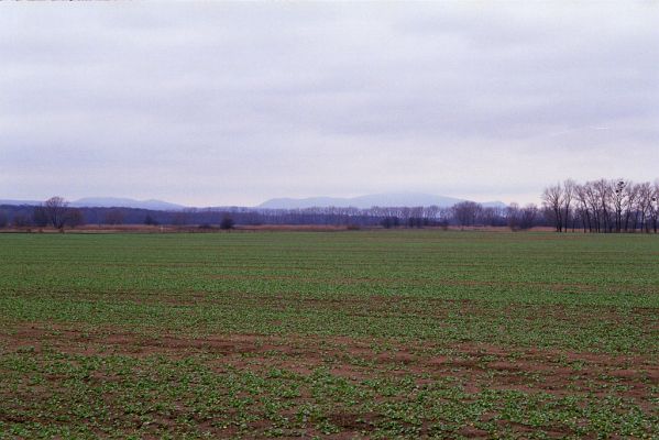 Ladná, 3.12.2002
Pohled z cesty k železniční zastávce na Pavlovské vrchy.

Keywords: Ladná Pavlovské vrchy