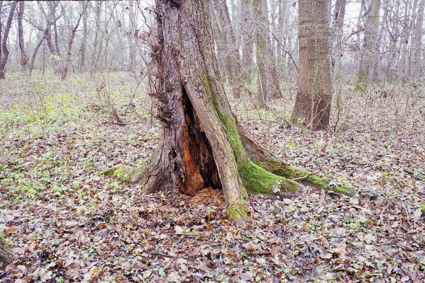 Ladná, 3.12.2002
Dutý jilm v Ladenském lese osídlený kovaříky Megapenthes lugens.


Mots-clés: Ladná Ladenský les Megapenthes lugens