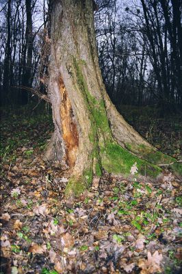 Ladná, 3.12.2002
Dutý jilm v Ladenském lese osídlený kovaříky Megapenthes lugens.


Mots-clés: Ladná Ladenský les Megapenthes lugens