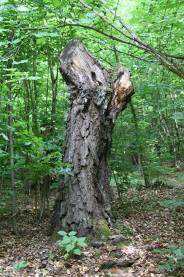 Ladomírov, 17.6.2011
Sedlo pod vrchem Veľký Ščob - bývalý pastevní les.


Schlüsselwörter: Ladomírov Vihorlat Veľký Ščob Denticollis borealis Stenagostus rhombeus