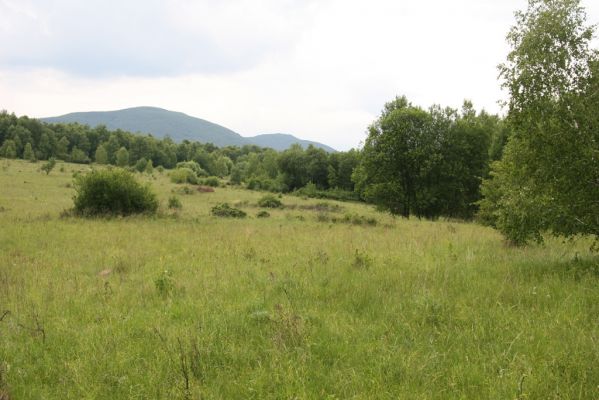 Ladomírov, 17.6.2011
Sedlo pod vrchem Veľký Ščob - podmáčená louka. Pohled na Vihorlat.


Klíčová slova: Ladomírov Vihorlat Veľký Ščob Ctenicera pectinicornis Actenicarus siaelandicus