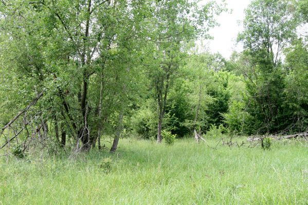 Ladomírov, 17.6.2011
Sedlo pod vrchem Veľký Ščob - břízy a vrby na okraji louky.

Schlüsselwörter: Ladomírov Vihorlat Veľký Ščob Microrhagus lepidus Denticolis borealis