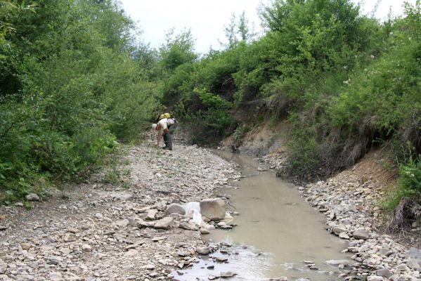 Ladomirov, 17.6.2011
Štěrkové náplavy v meandrech potoka Luh - biotop kovaříků Zorochros dermestoides f. laevithorax.
Klíčová slova: Ladomirov potok Luh Zorochros dermestoides f. laevithorax Petr Brůha