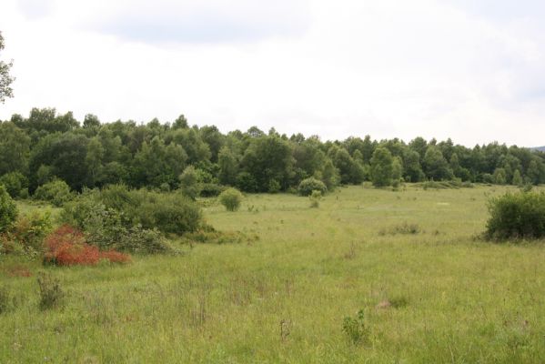 Ladomírov, 17.6.2011
Sedlo pod vrchem Veľký Ščob - podmáčená louka. 
Mots-clés: Ladomírov Vihorlat Veľký Ščob Ctenicera pectinicornis Actenicarus siaelandicus