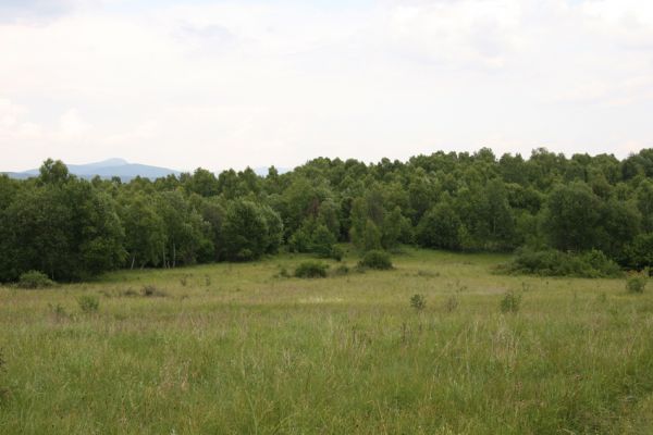 Ladomírov, 17.6.2011
Sedlo pod vrchem Veľký Ščob - podmáčená louka. 



Klíčová slova: Ladomírov Vihorlat Veľký Ščob Ctenicera pectinicornis Actenicarus siaelandicus