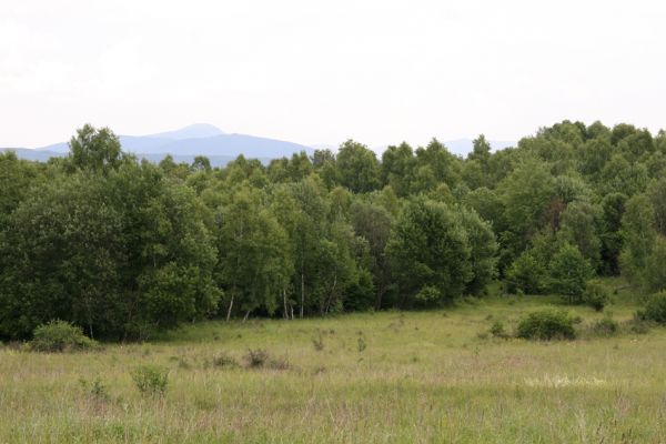 Ladomírov, 17.6.2011
Sedlo pod vrchem Veľký Ščob - podmáčená louka.



Mots-clés: Ladomírov Vihorlat Veľký Ščob Ctenicera pectinicornis Actenicarus siaelandicus