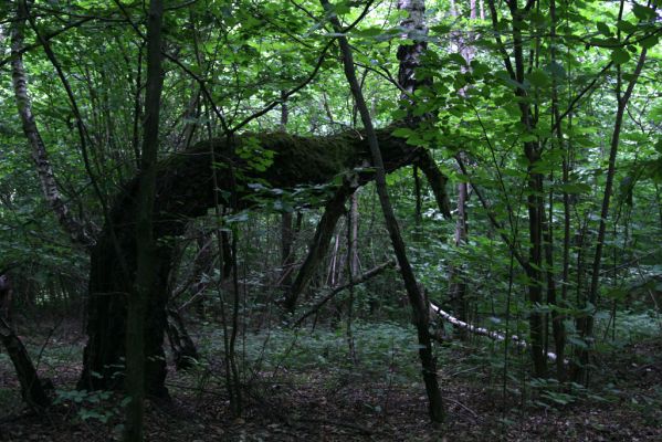 Ladomírov, 17.6.2011
Sedlo pod vrchem Veľký Ščob - bývalý pastevní les.


Klíčová slova: Ladomírov Vihorlat Veľký Ščob Denticollis borealis