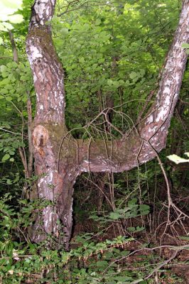 Ladomírov, 17.6.2011
Sedlo pod vrchem Veľký Ščob - bývalý pastevní les.


Klíčová slova: Ladomírov Vihorlat Veľký Ščob Denticollis borealis