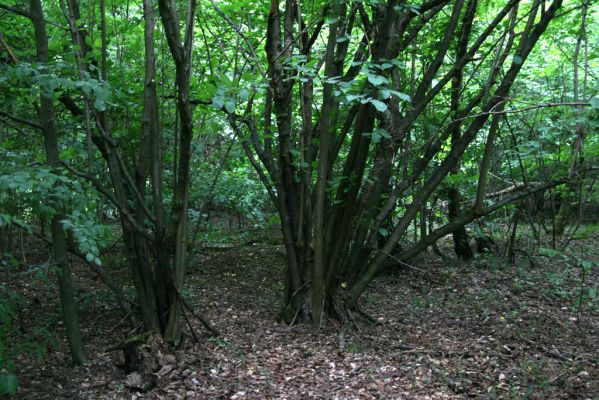 Ladomírov, 17.6.2011
Sedlo pod vrchem Veľký Ščob - bývalý pastevní les.


Klíčová slova: Ladomírov Vihorlat Veľký Ščob