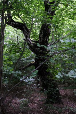 Ladomírov, 17.6.2011
Sedlo pod vrchem Veľký Ščob - bývalý pastevní les.



Klíčová slova: Ladomírov Vihorlat Veľký Ščob Denticollis borealis