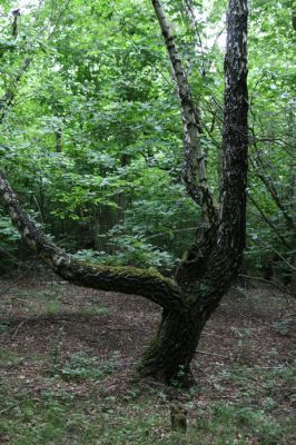 Ladomírov, 17.6.2011
Sedlo pod vrchem Veľký Ščob - bývalý pastevní les.


Schlüsselwörter: Ladomírov Vihorlat Veľký Ščob Denticollis borealis