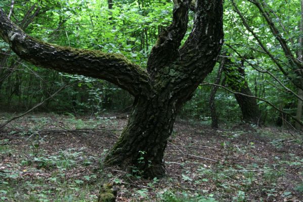 Ladomírov, 17.6.2011
Sedlo pod vrchem Veľký Ščob - bývalý pastevní les.



Klíčová slova: Ladomírov Vihorlat Veľký Ščob Denticollis borealis