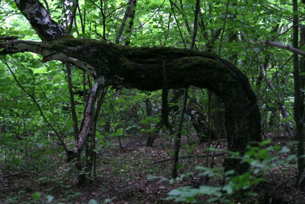 Ladomírov, 17.6.2011
Sedlo pod vrchem Veľký Ščob - bývalý pastevní les.



Klíčová slova: Ladomírov Vihorlat Veľký Ščob Denticollis borealis