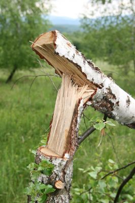 Ladomírov, 17.6.2011
Louka na vrchu Veľký Ščob. Naříznutá a zlomená bříza - typický biotop kovaříka Denticollis borealis, krasce Dicerca furcata a tesaříků Xylotrechus capricornis a Lepturalia nigripes
Klíčová slova: Ladomírov Vihorlat Veľký Ščob Denticollis borealis