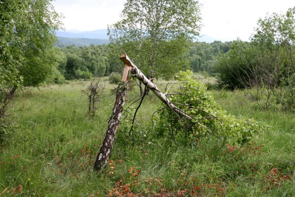 Ladomírov, 17.6.2011
Louka na vrchu Veľký Ščob. Naříznutá a zlomená bříza - typický biotop kovaříka Denticollis borealis, krasce Dicerca furcata a tesaříků Xylotrechus capricornis a Lepturalia nigripes.



Klíčová slova: Ladomírov Vihorlat Veľký Ščob Denticollis borealis