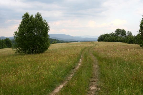 Ladomírov, 17.6.2011
Vrch Veľký Ščob - louky nad Ladomírovem.



Keywords: Ladomírov Vihorlat Veľký Ščob